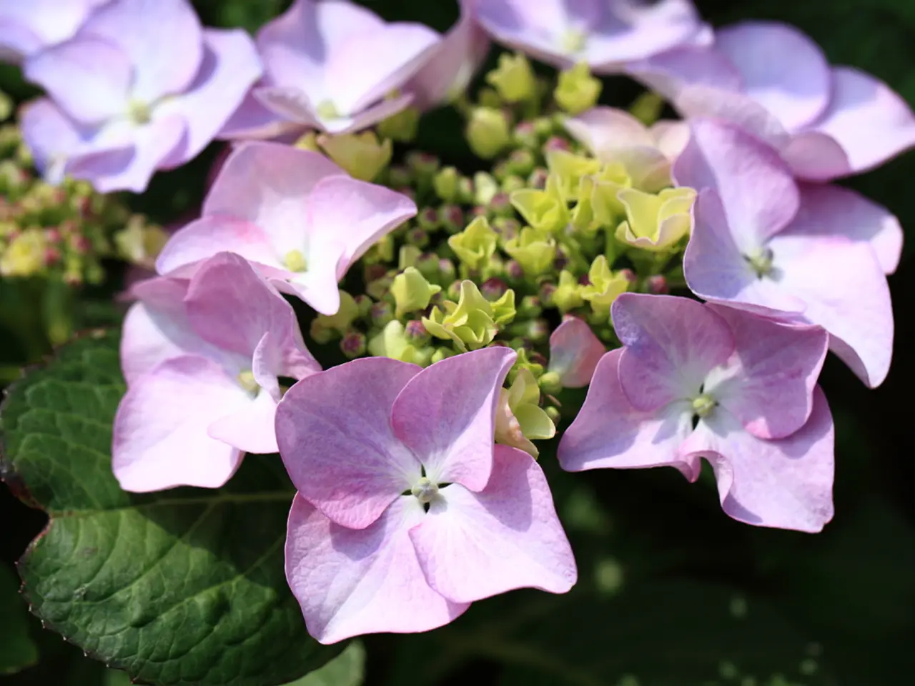 Strategies for Cultivating Aquilegias: A Comprehensive Guide