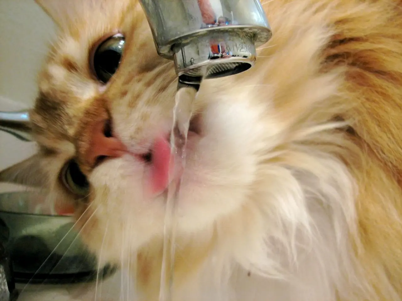 Brown Tips on Dracaena: Causes and Remedies for Vibrant Plant Health