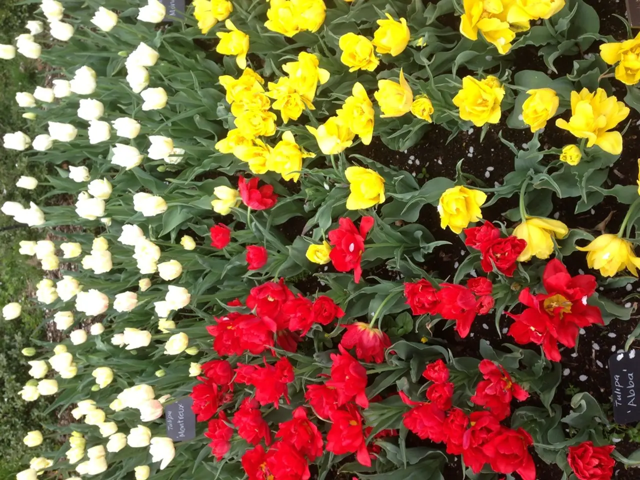 Strategies for Cultivating Crocuses for a Vibrant Spring Blooming