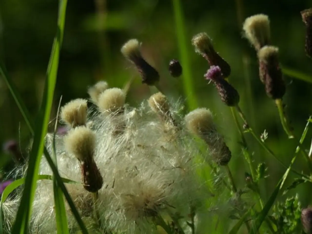 Factors to Consider When Choosing a Lawn Care Service Provider