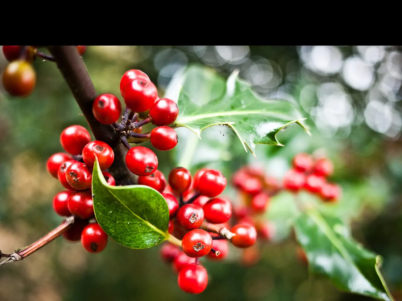 Backyard Berry Growth: 10 Delicious Native Berry Shrubs for Sustainable Harvest