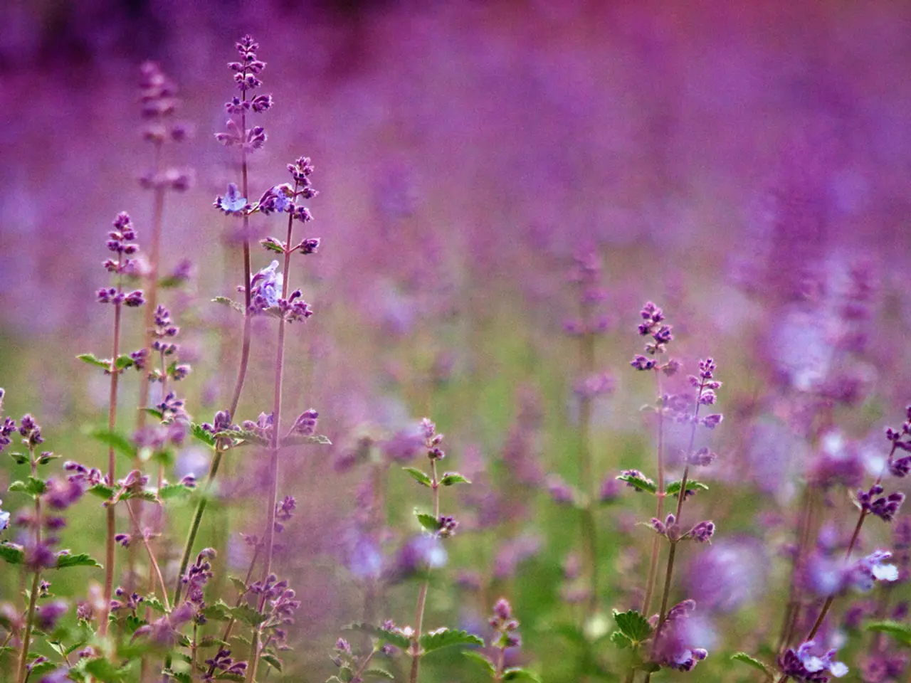 Cultivate 5 Varieties of Lavender for Stunning Aroma and Vibrant Blossoms