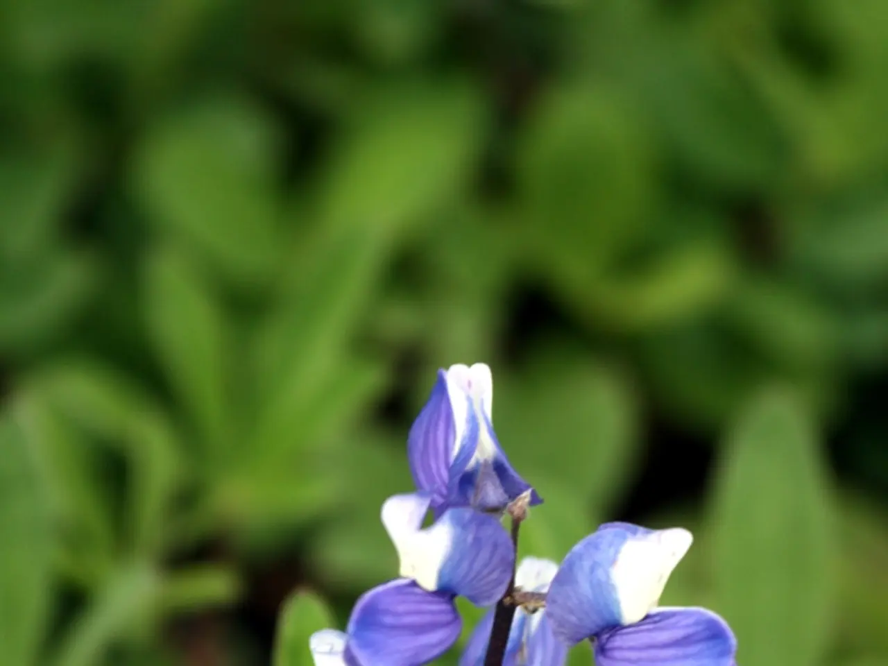 Top Picks for Bougainvillea Fertilizers: Guidelines on Application Timing