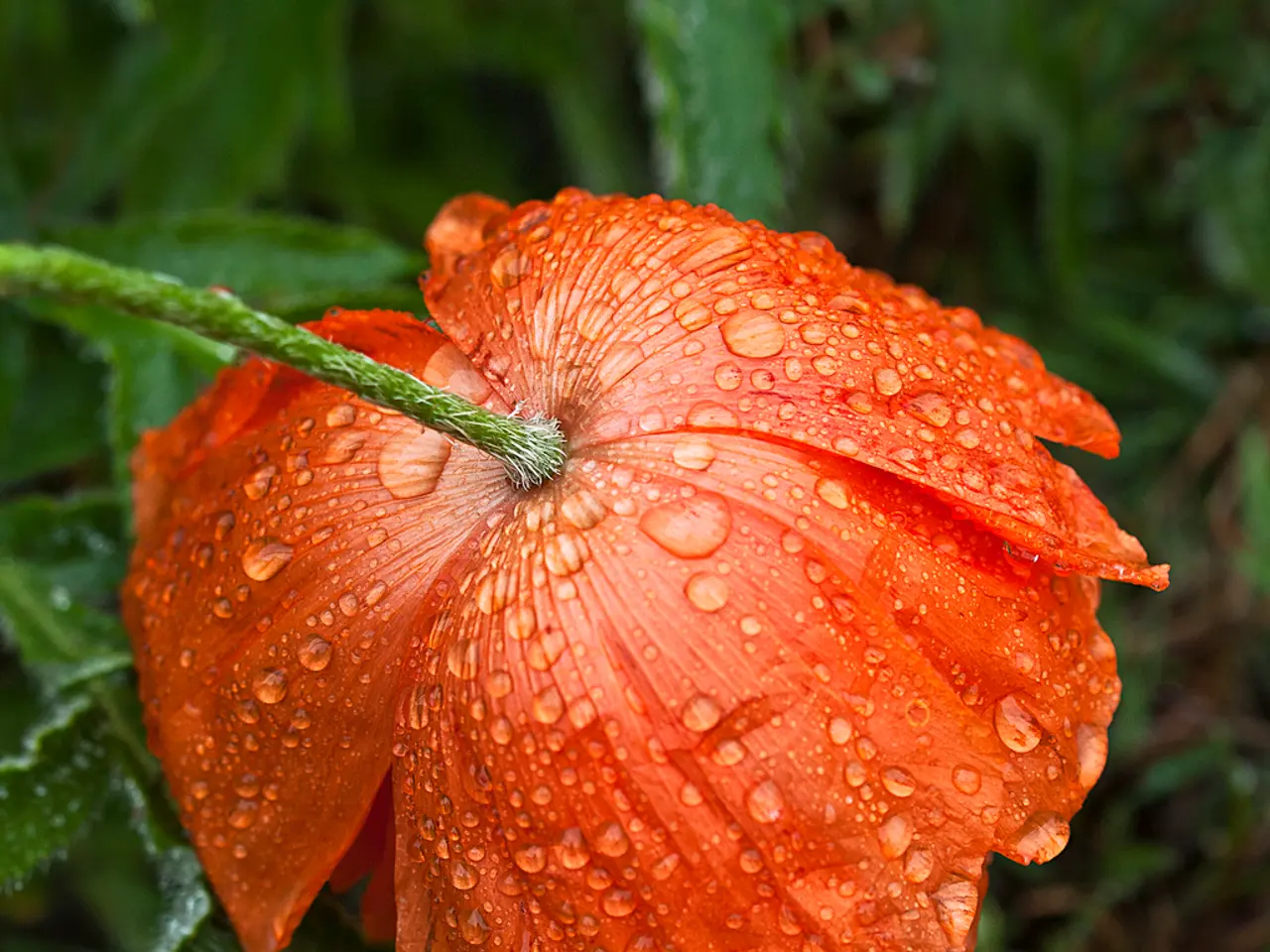 Doubling your dahlia blooms this year: A secret gardening technique endorsed by experts promises a...