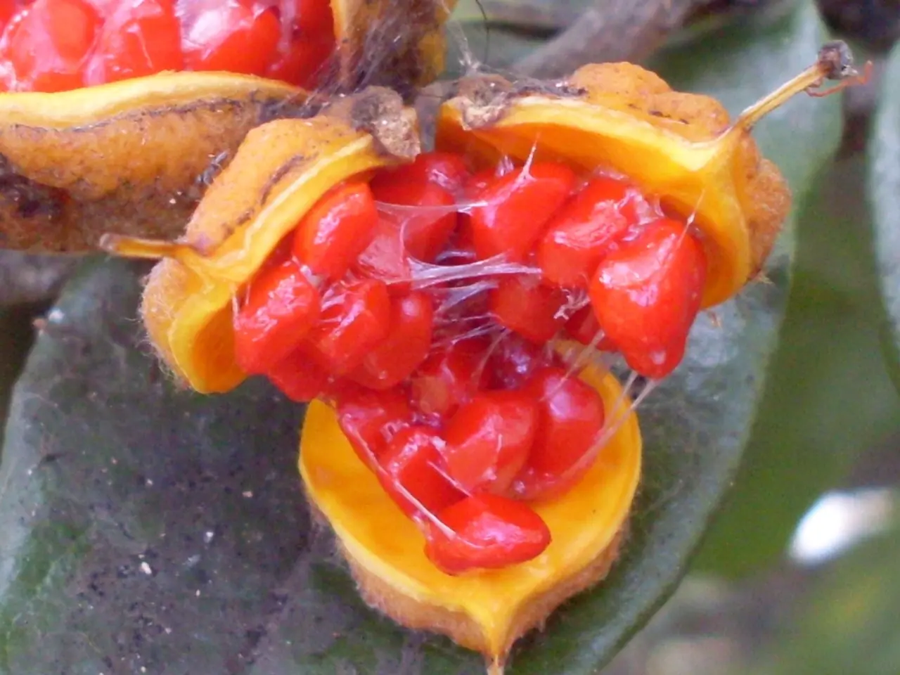 Harvest fresh edibles in June