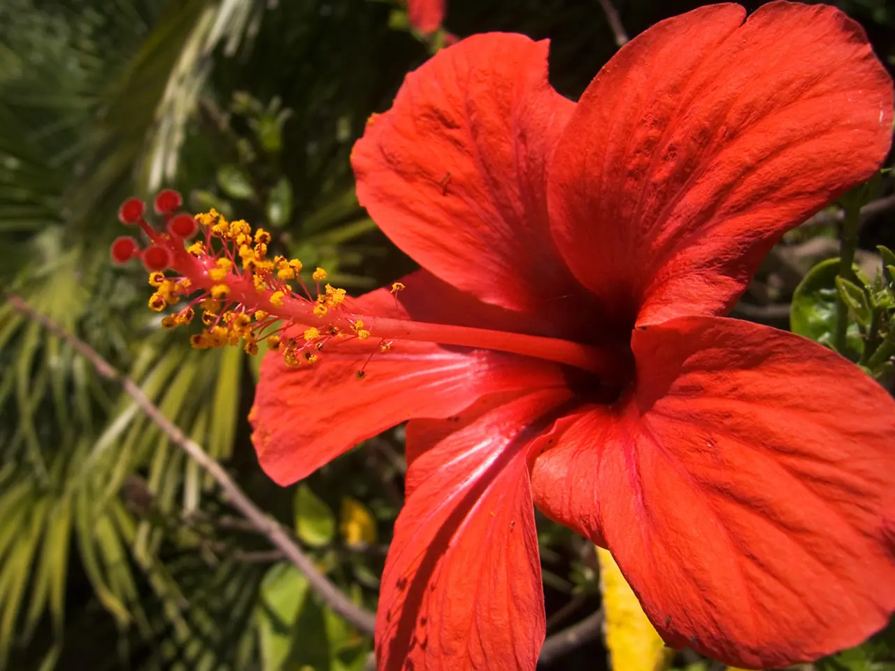 Must-Have Hibiscus Plant Varieties for Every Garden Enthusiast
