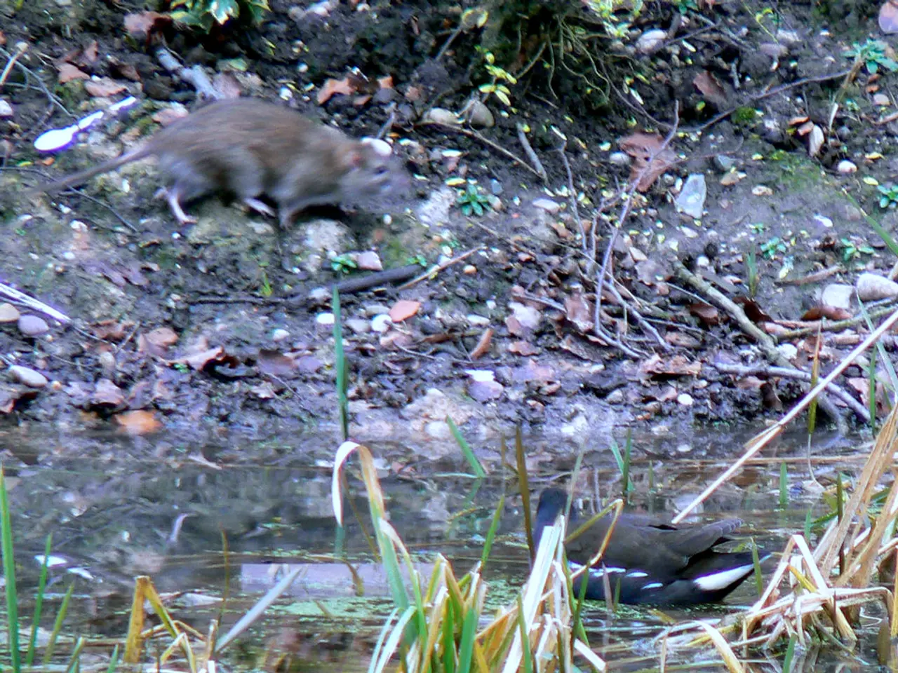 Spreading flour across the garden and then collecting the scattered bits of it.