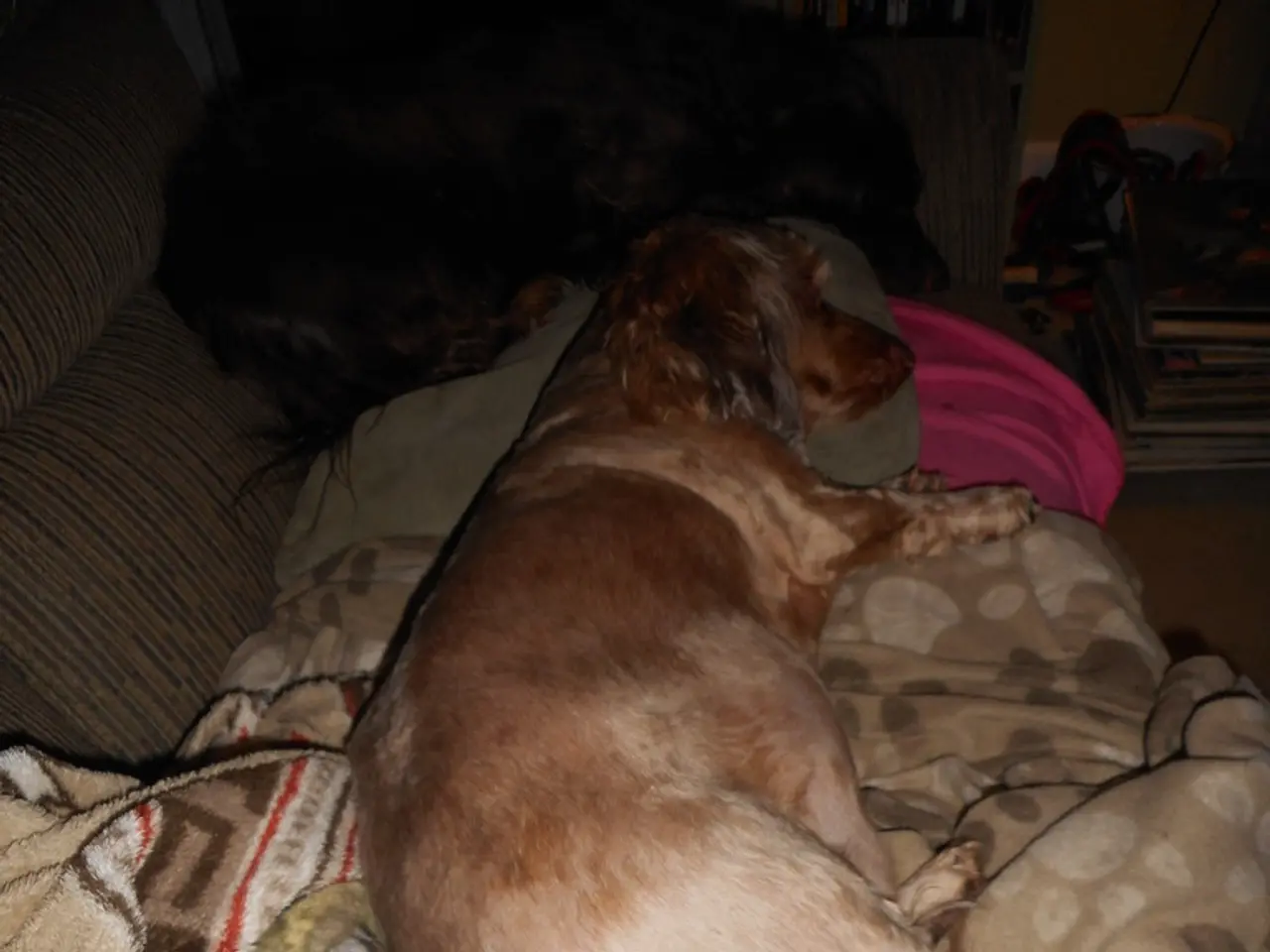 Hotel in China provides dog companions for guests at a cost of $70 per night, with coverage for...