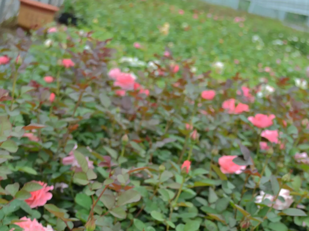 Rose Cultivator Extends Invitation to "Friends of the Farm" in Bogotá