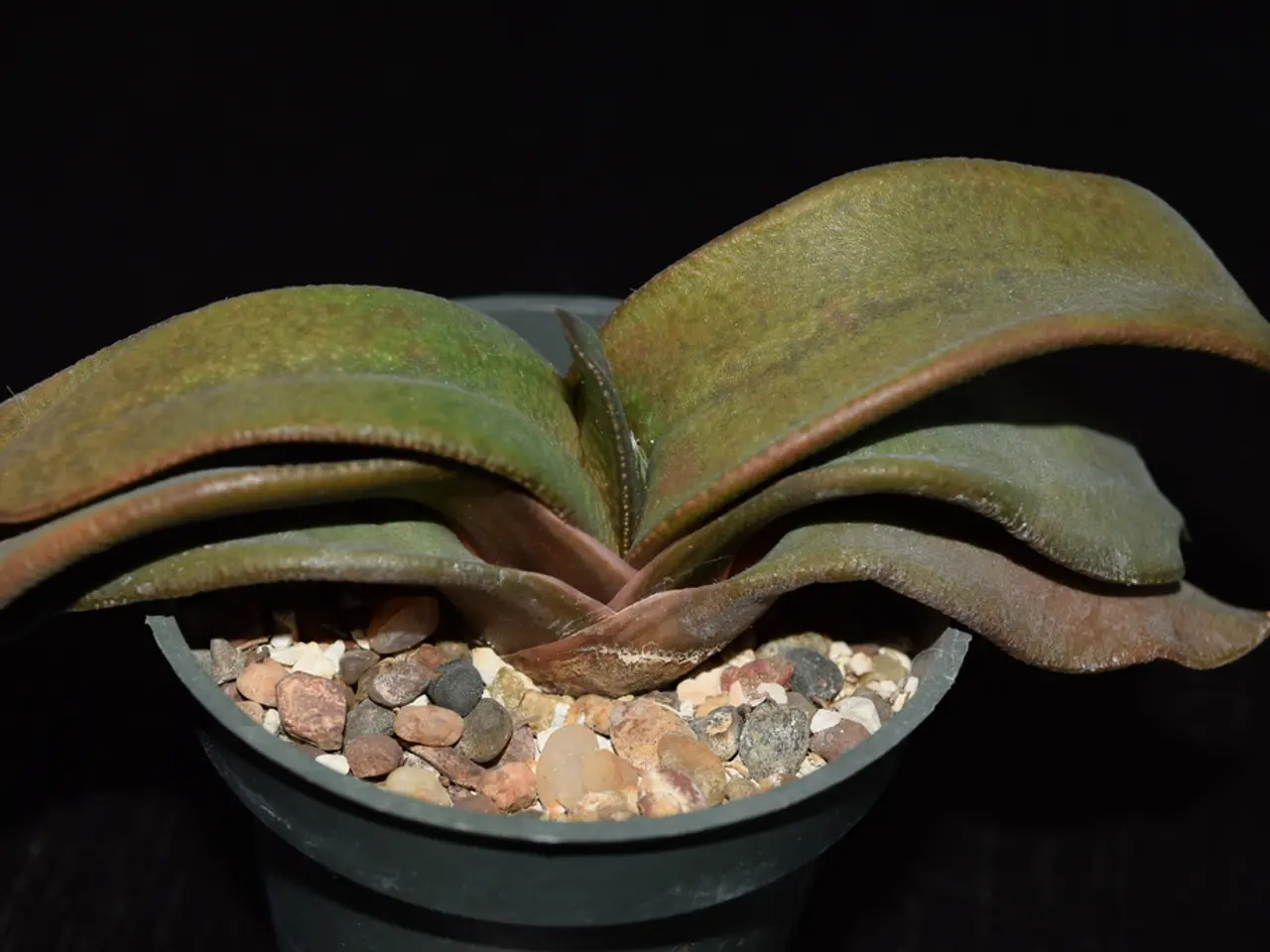 Water Feature Pot Offers a Sleek, Effortless Approach to Incorporating Calming Water Sounds into...