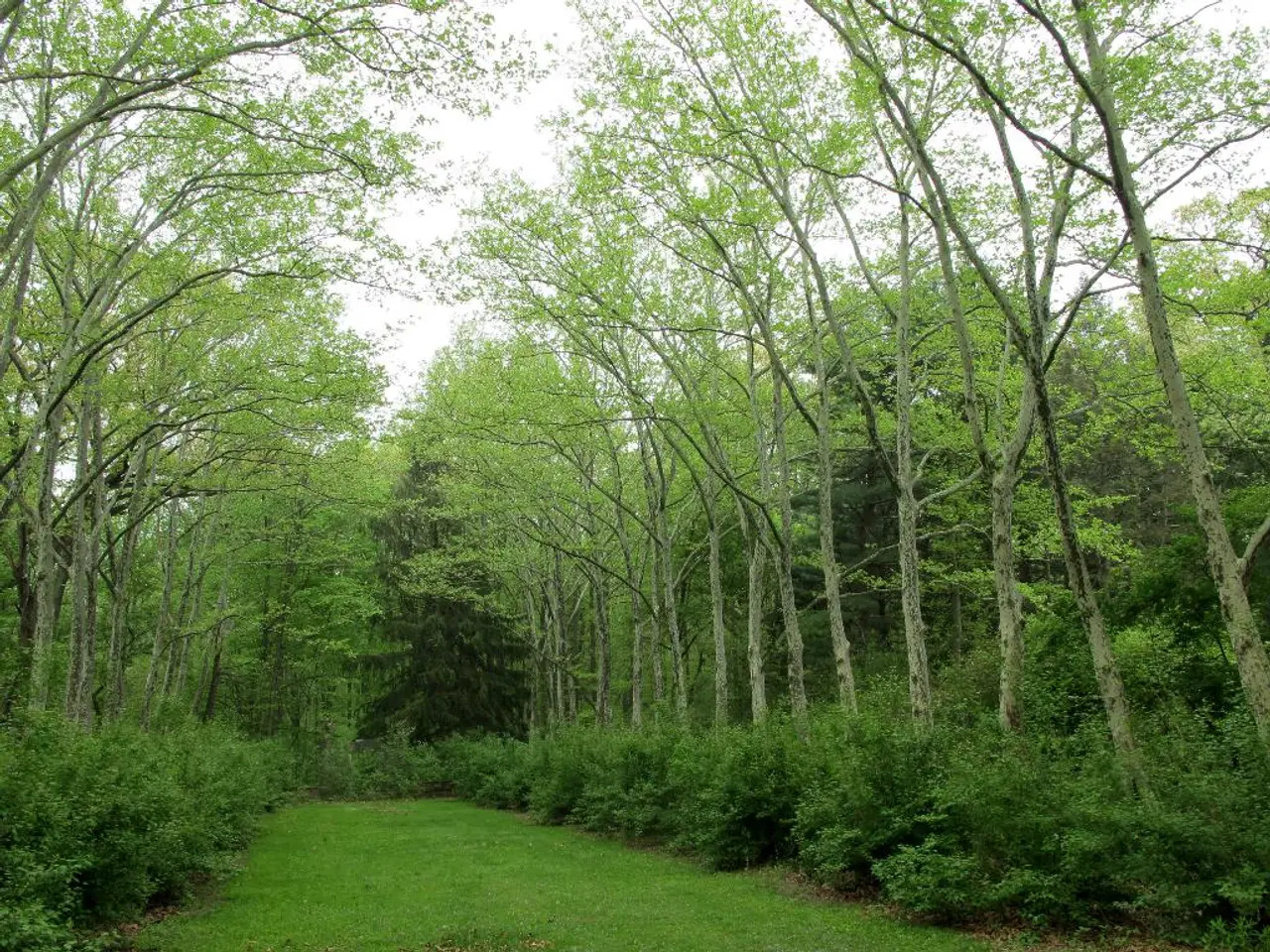 Guidelines for Creating a Wildlife-Friendly Garden