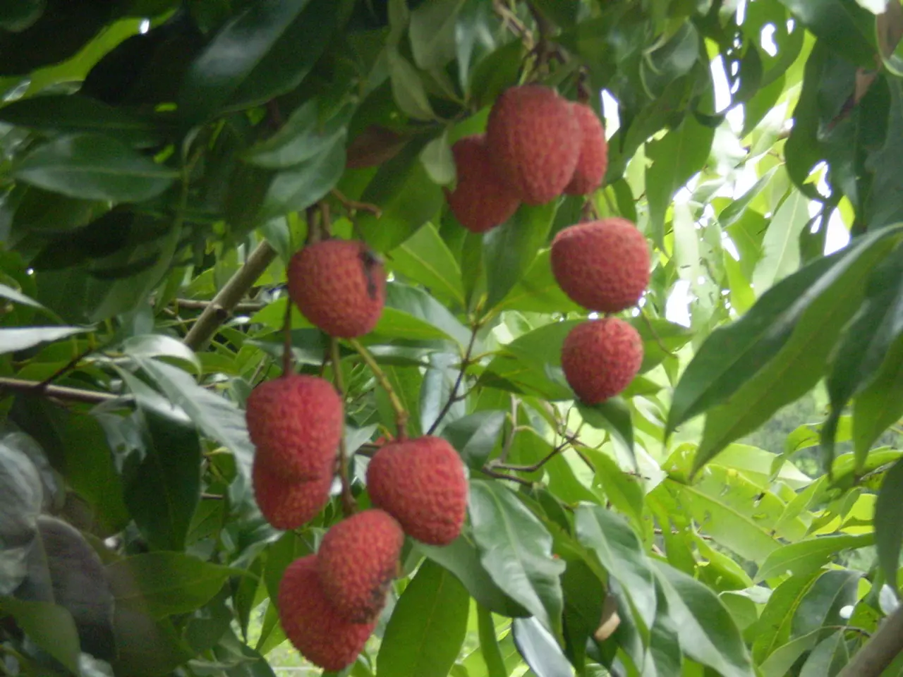 Cultivating Strawberries: Comprehensive Manual for Successful Growth