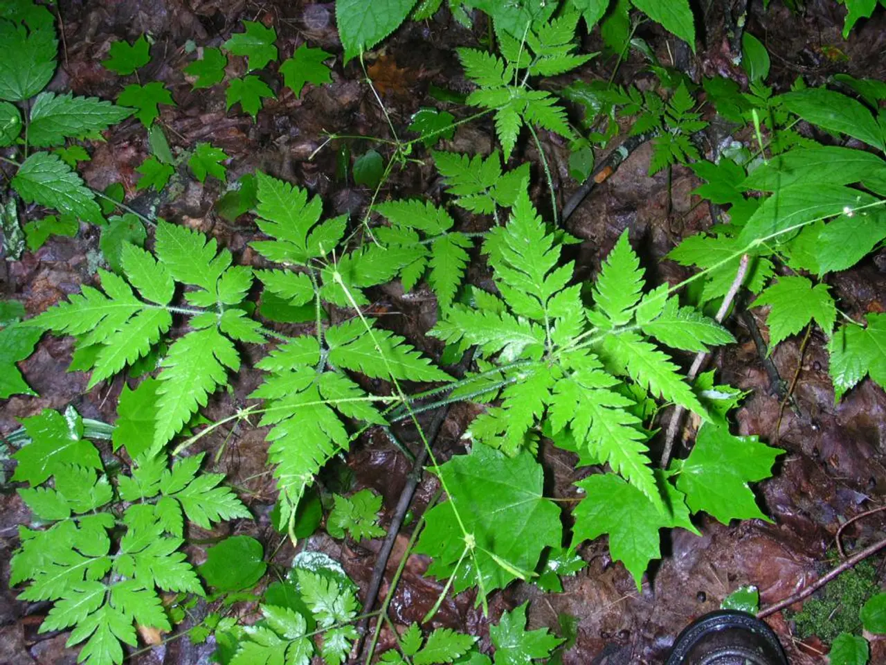 "Label 'VITA Green' introduced to elevate Vietnam's global eco-friendly tourism standing"