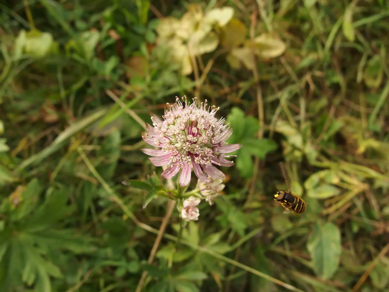 mysterious invasion: questioning the reason for insects on ornamental Purple Passion plants