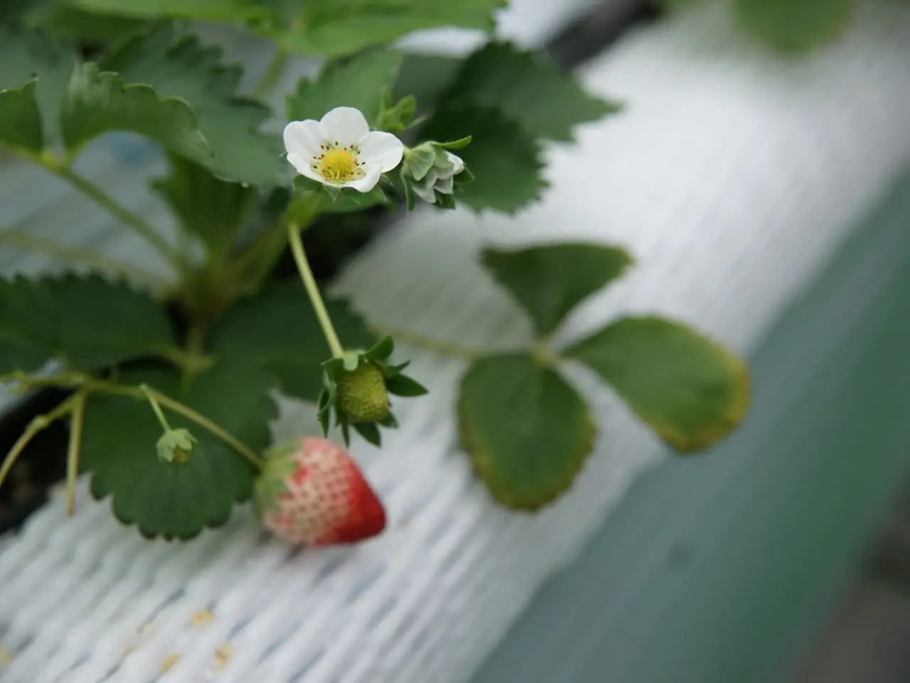 Prolonging the Strawberry Harvest into Autumn: 5 Simple Methods for Extending Berry Production!