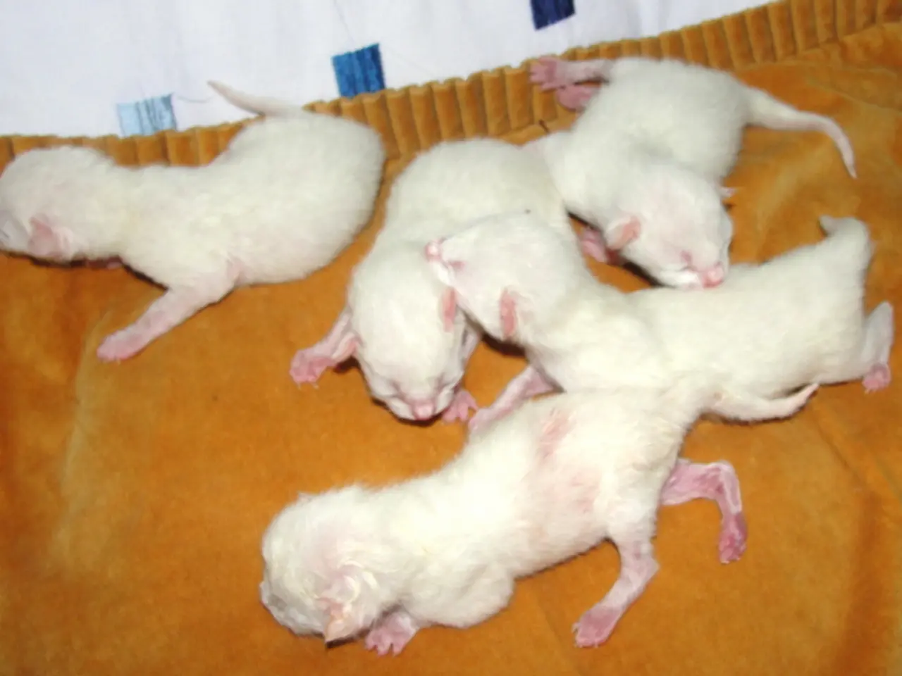 Differentiating Between Rat and Mouse Excreta: Significant Facts for Pest Management