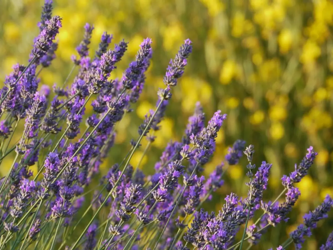 Diverse Lavender Blossoms: Exploring 17 Vibrant Shades Ranging from White, Pink, Purple, to Blue