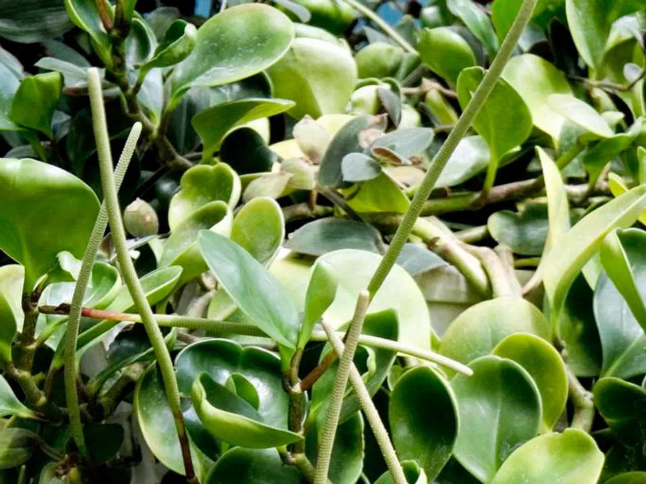 Jade Plant Problem: 7 Common Reasons for Wilted Leaves and How to Revive It