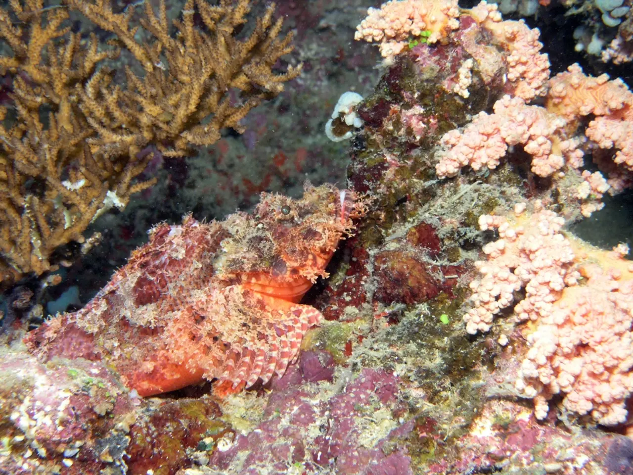 In this image I can see few sea plants.