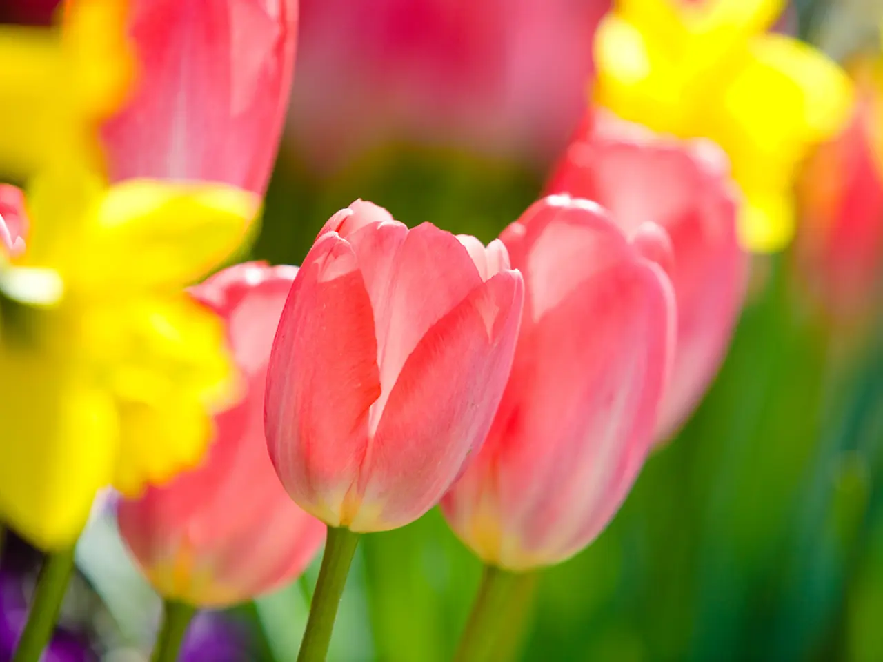 In this image we can see tulips.