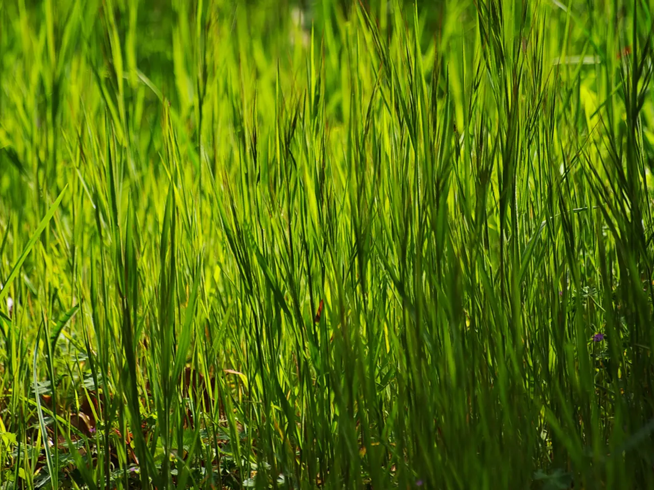 This is grass, it is in green color.