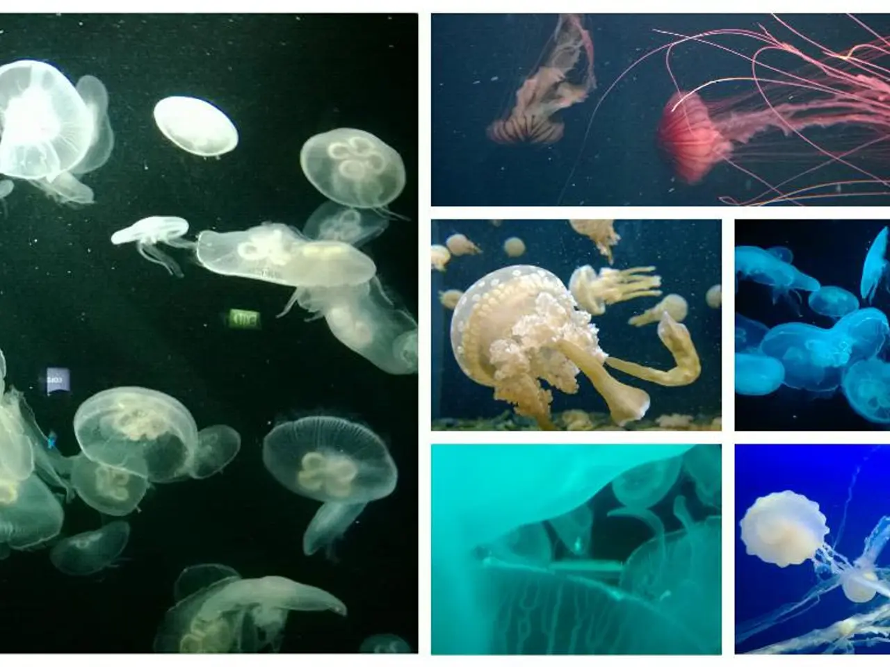 This is a collage picture. In this picture we can see jellyfishes.