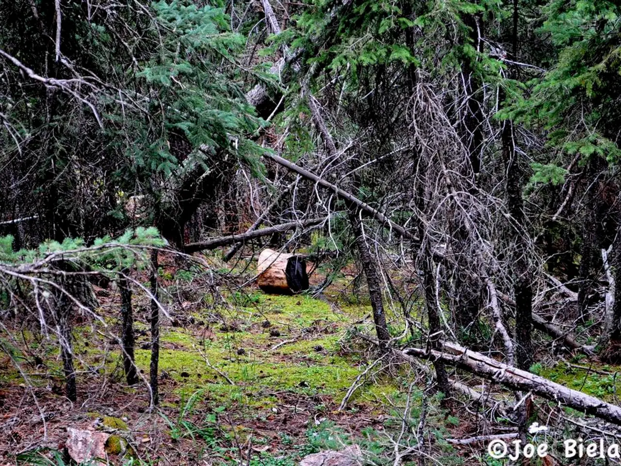 In this picture there is an object which is on a greenery ground and there are few trees around it...