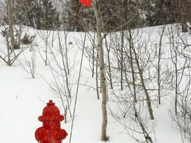 Strategies to Encourage Hydrangea Blooms: Simple Methods to Revive Your Flowers