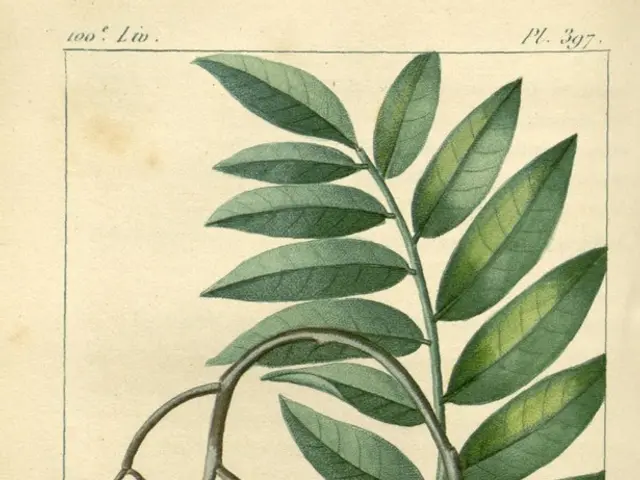 Techniques for cultivating kale in your own garden