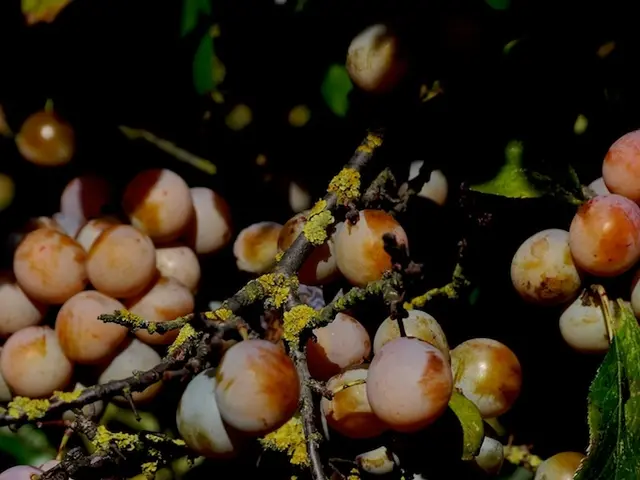 Strategies for a Successful Fruit Crop Yield