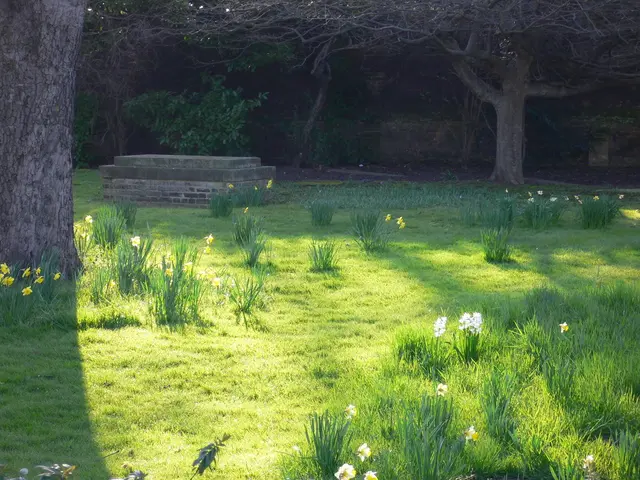 Preparing the Garden for St. John's Day Celebration on June 24th