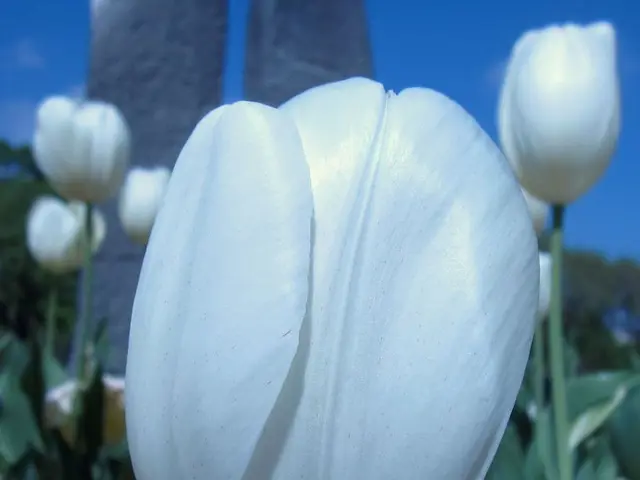 Enhancing Life and Home with Terrariums: Discover 10 Advantages