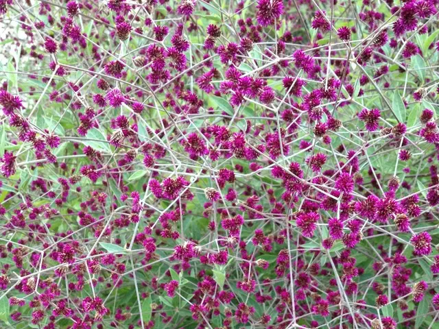 "Guiding the Expansion of Myoporum: Tips and Tricks"