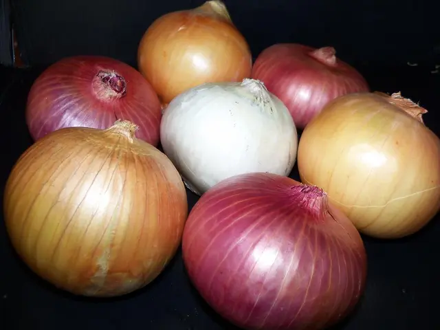 Best Time for Garlic Planting in Massachusetts: Top Recommendations and Strategies