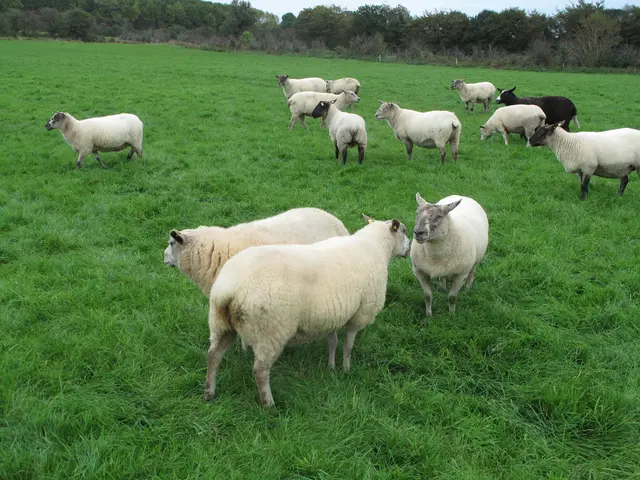 Ellen DeGeneres's "Sheepocalypse" in the Cotswolds: How Ecological Lawn Maintenance Turned into a...
