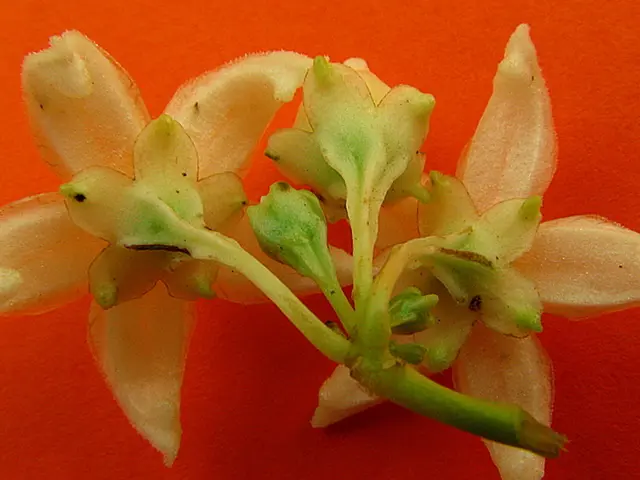 Look for White Amaryllis Varieties to Achieve Peak Elegance: Unveil Eight Stunning Options Beyond...