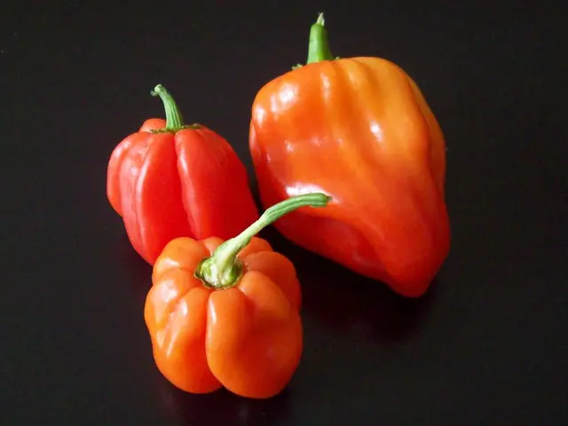 Ideal Planting Timeframes for Peppers in Massachusetts: Uncovering the Perfect Moment for Maximum...