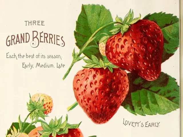 Cultivating Gooseberries: essential guidelines for sowing, irrigating, and shaping these prized...