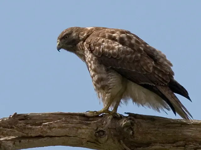 Hummingbird feeder encounters black mold: Experts offer easy solutions and prevention strategies.