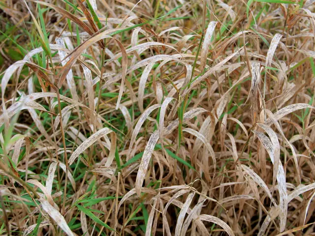 Avoiding Common Blunders That Harm Your Garden's Growth (Providing Guidance to Prevent Them)