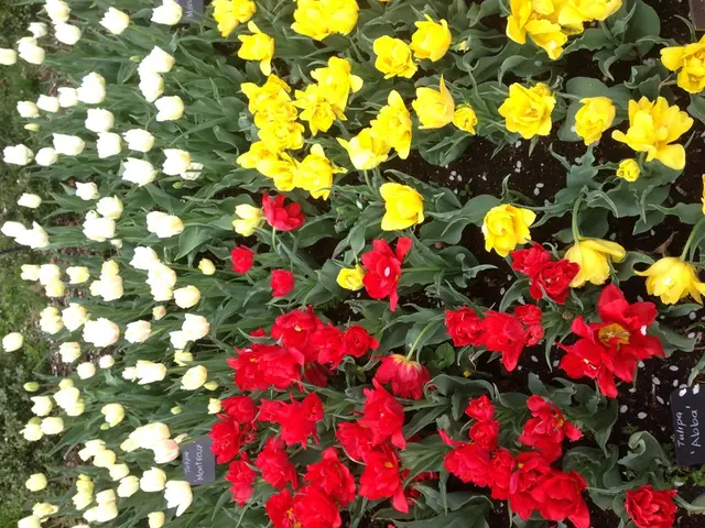 Strategies for Cultivating Crocuses for a Vibrant Spring Blooming