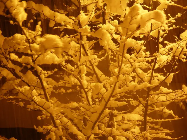 Garden's Struggle During Dry Season