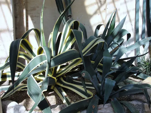 Optimal Soil for Thriving Pineapple Plantations