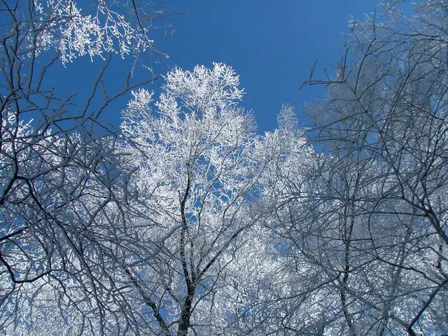 Guide for Bonsai Air Layering: A Step-by-Step Process for Bonsai Propagation