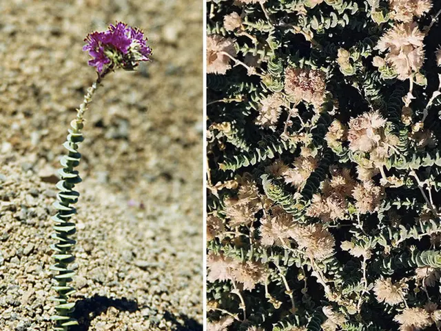 Ideal Plant Pairings for Viburnums - Discover 5 Suitable Accompaniments for Your Preferred...