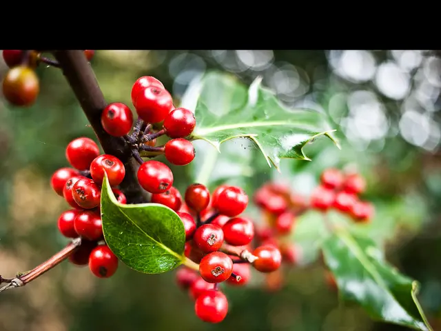 Backyard Berry Growth: 10 Delicious Native Berry Shrubs for Sustainable Harvest