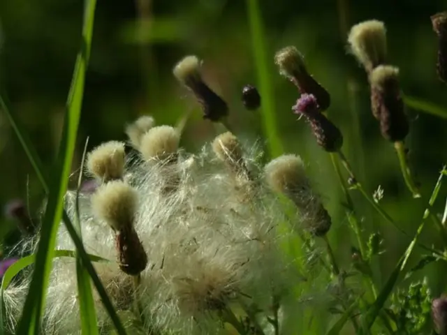 Applying Lawn Fertilizer: A Comprehensive Guide for the Optimal Time