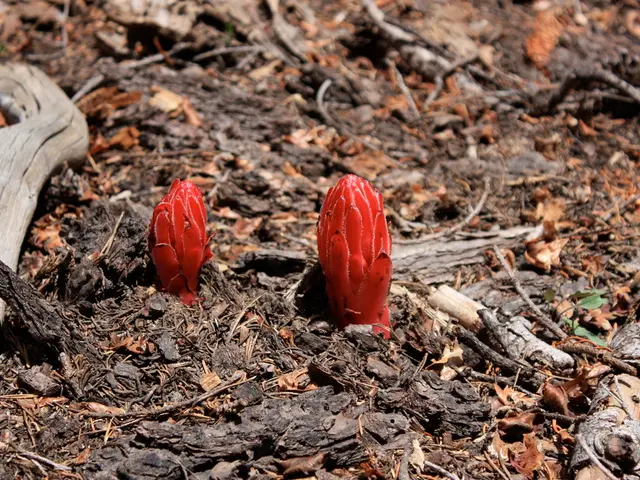 Propagate Snowdrops Effortlessly: A Step-by-Step Guide on Multiplying Snowdrops for Free