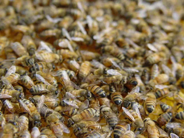 Workshop on our site: "Implementing Eco-friendly Bee Colony Administration Strategies for Improved...