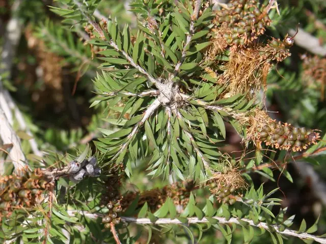 Demands for Pollination in Tree and Small Fruit Species